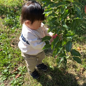 初めてのりんご狩りの画像