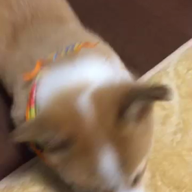 かわぃぃの画像