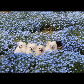 春ですね╰(*´︶`*)╯♡の画像