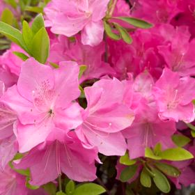 花の季節、の画像