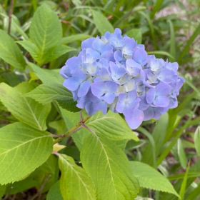紫陽花、の画像