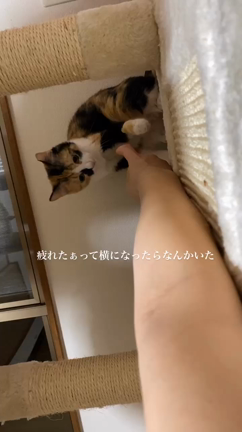 7月譲渡会（猫編）の記事動画