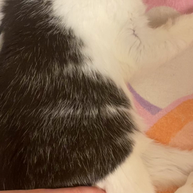 イブが苦しそうですの画像