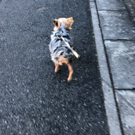 僕はてが吉【1年記念】の画像