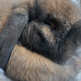 眠ってるのかな？　スヤスヤの画像