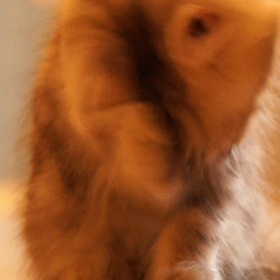 子猫 癒されます ♪の画像