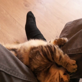 じゃれあう子猫たちの画像