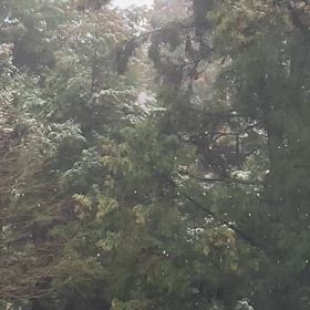 なごり雪？の画像