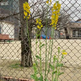 菜の花の画像