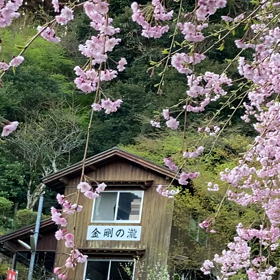 山の桜の画像