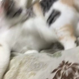 こんばんは(=ΦωΦ=)の画像