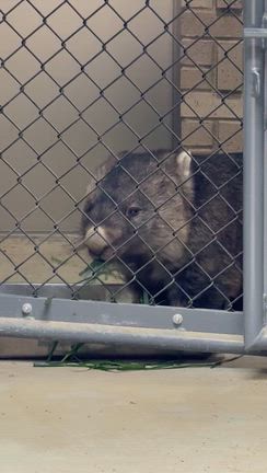 「ウォンバットだけじゃない動物園」の記事動画