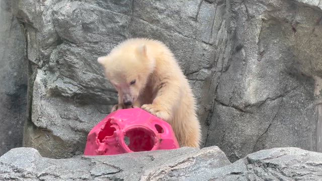 GAOへモモ太くん❄️に会いに行って来ましたの記事動画