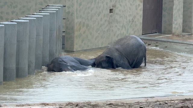 初めまして！天王寺動物園のマレーシアゾウさんたちの記事動画