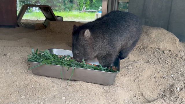 「ウォンバットだけじゃない動物園」の記事動画