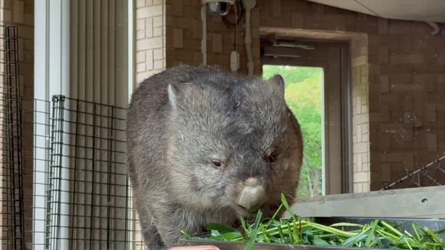 「ウォンバットだけじゃない動物園」の記事動画