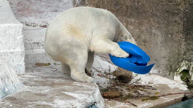 初めまして！天王寺動物園のマレーシアゾウさんたちの記事動画