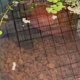 我が家にいる鉄魚さんの画像