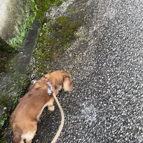 きなこさんぽと母の認知症の画像