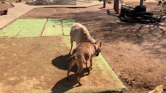ゆめ牧場で出会った動物さんたちの記事動画