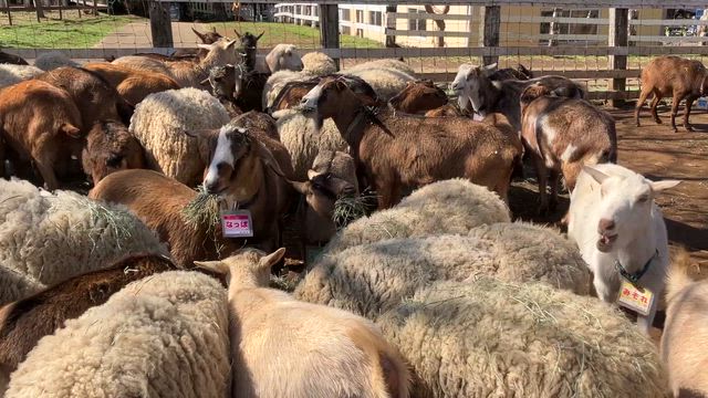 ゆめ牧場で出会った動物さんたちの記事動画