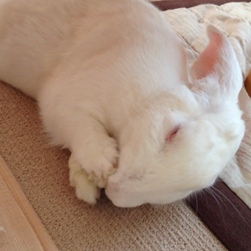 動く しろしろ。の画像