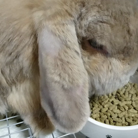 モコ日記 動画の画像