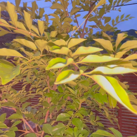 早くも秋を感じます♬の画像