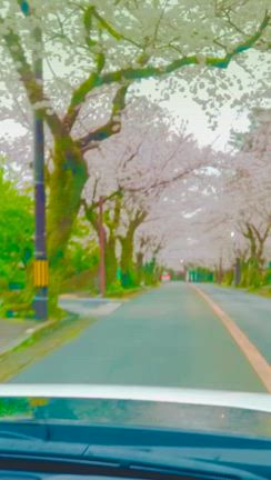 今年も桜に会えたの記事動画