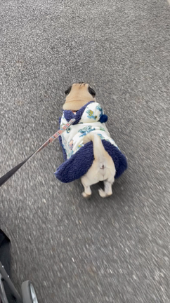 愛犬のシャンプー代がオレの4倍！の記事動画