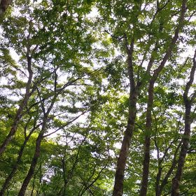 都民の森の画像