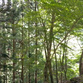 都民の森の画像