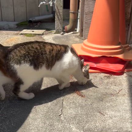 いかほ 鈴音リンの記事動画
