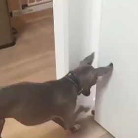 犬猫「あ〜ら奥さん」「や〜ね奥さん」ごっこの画像