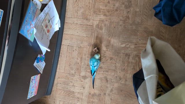 ・・・ピコは…と…ウォーキングの記事動画