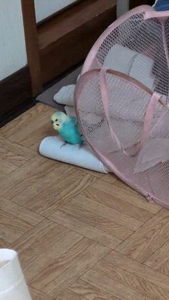 ・・・ピコは…と…ウォーキングの記事動画
