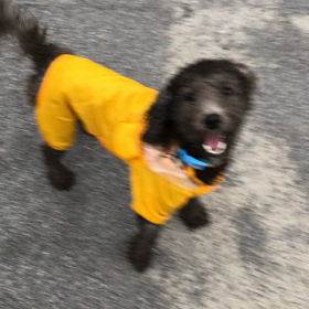 ☔️雨でも散歩大好きの画像