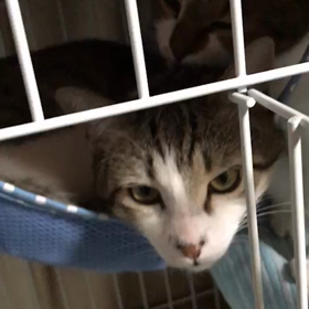 毛づくろいの画像