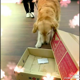TOMDOGセミナー『初めてのノーズワーク』告知の画像