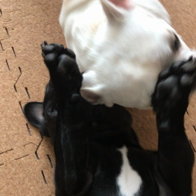 ブヒレス！の画像