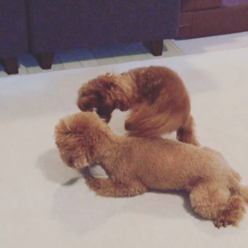 じゃれ合い♡の画像