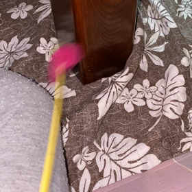 12年目のチーの画像