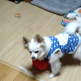 お土産の画像