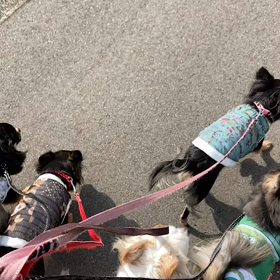 お散歩に行って来たよの画像