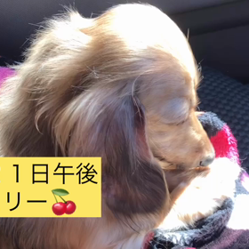 ♥「５０％の命」愛犬の命を救うために５日間悩んでUPした記事の画像