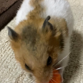 咀嚼音の画像