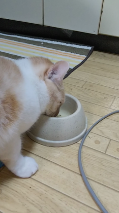 酔っぱらいアリエッティの記事動画