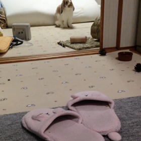 走るぴょんの画像