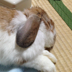 ごろごろの画像