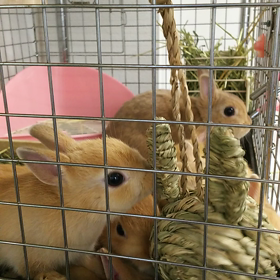 うさぎボール入れてみたの画像
